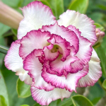 Адениум SHA FEMAIL