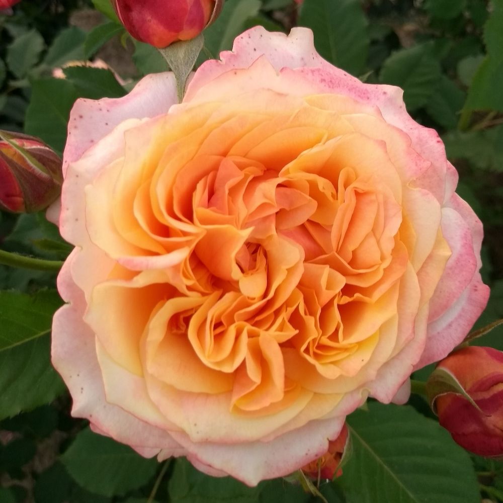 Ла Вилла Котта (La Villa Cotta)