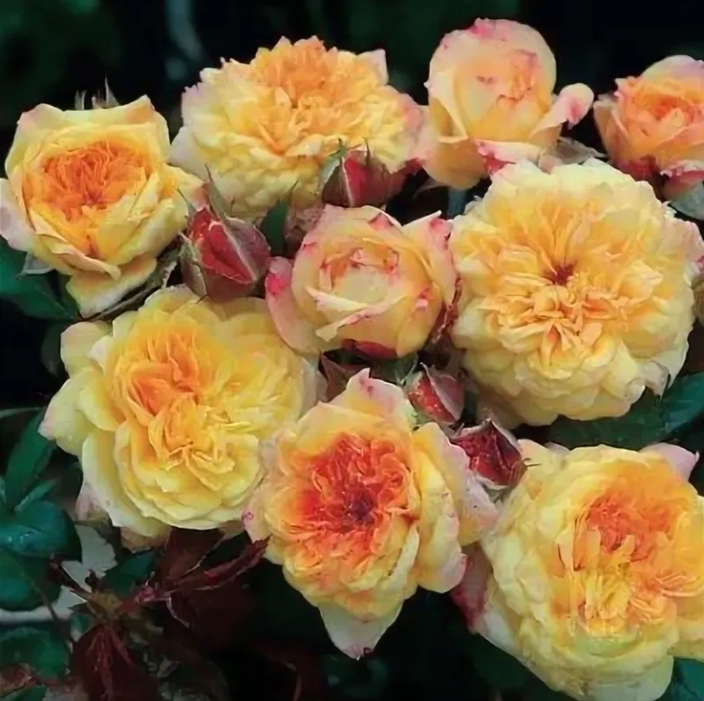 Роза Жорж Данжан Rosa Georges Denjean