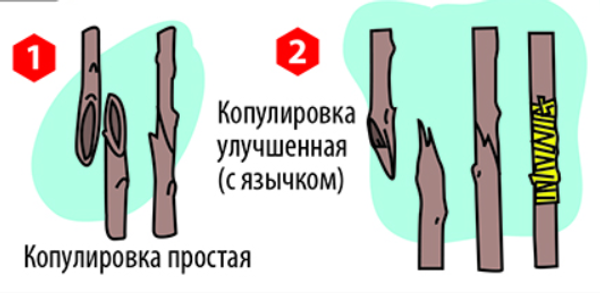Прививка плодовых деревьев весной: выбираем идеальный день и осваиваем два надежных способа
