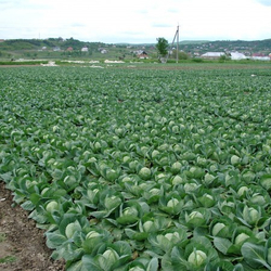 Капуста б/к Адема F1 (100шт) Витагрин Профи