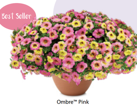 ЕВРО Калибрахоа Ombre Pink ОКС укорененные черенки 15-20 февраля