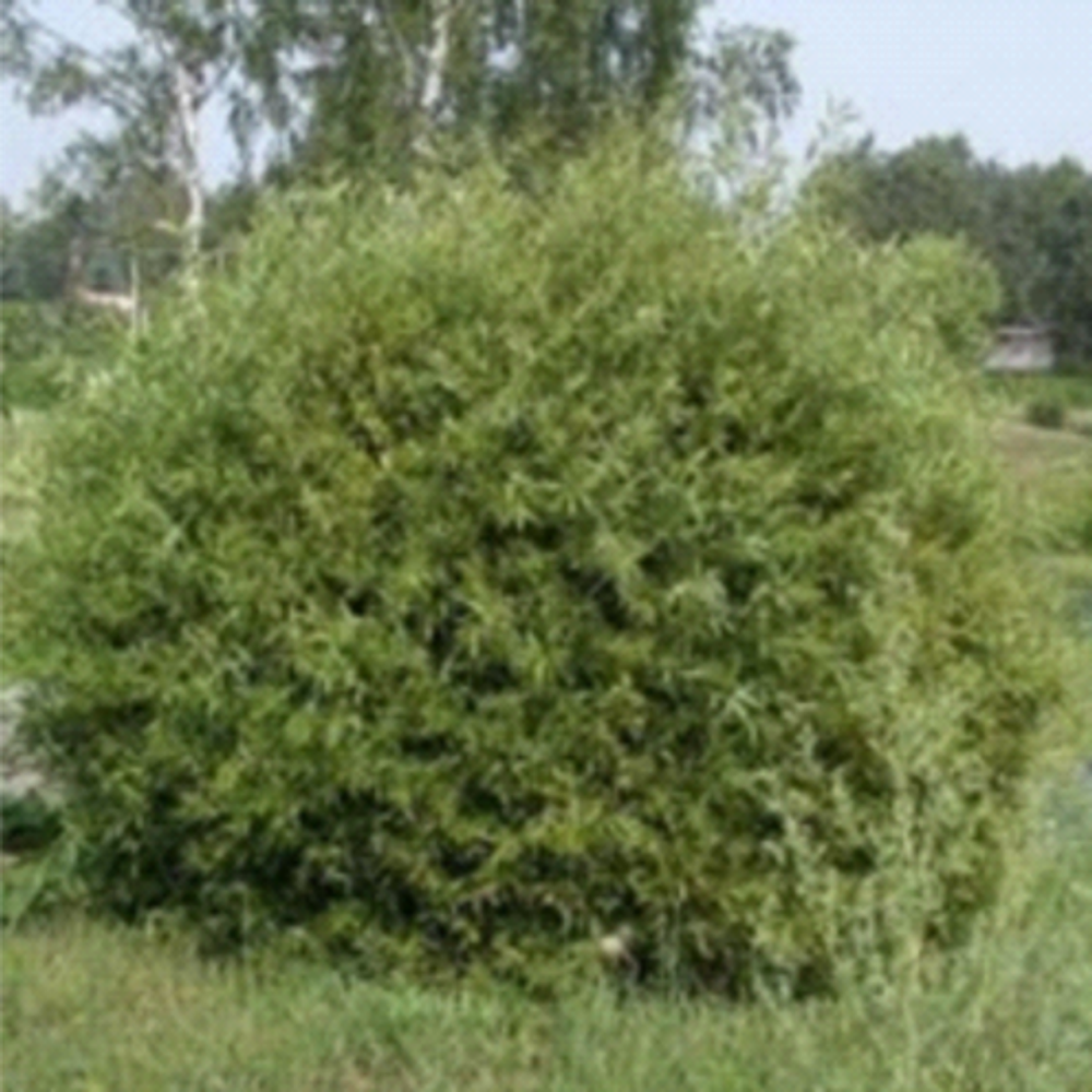 Ива Флейм C7,5 140-160