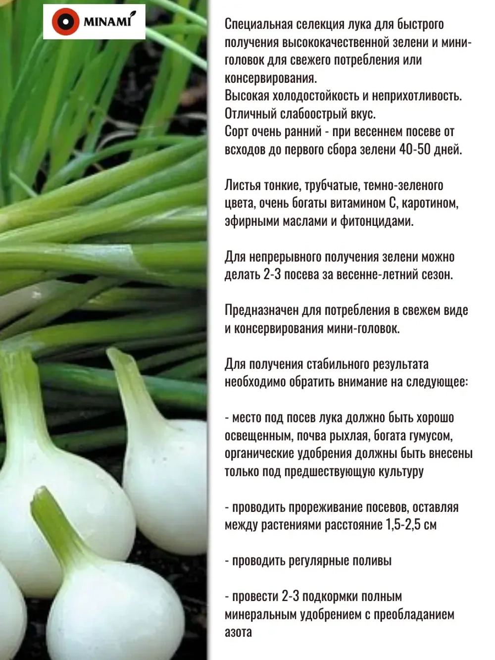 Лук на зелень и мини-головку Барлетта