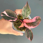 Филодендрон PINK PRINCESS MUT