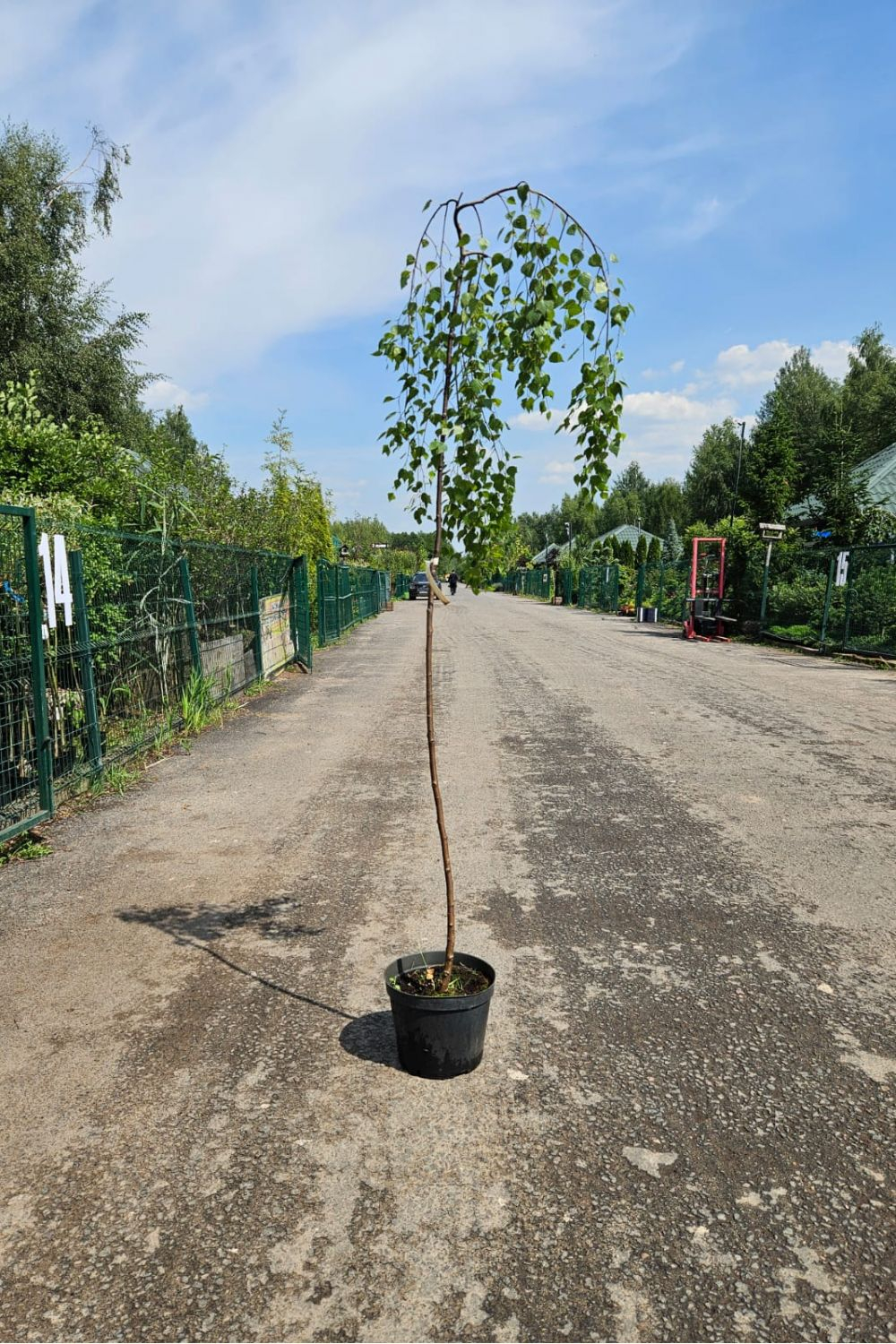 Береза повислая Юнги С20 Ра160-170