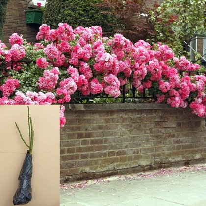 Роза Розариум Ютерсен плетистая саженец с ОКС.