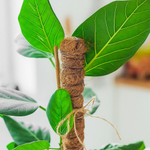 Опора для цветов 80см d-25см с кокосовым волокном