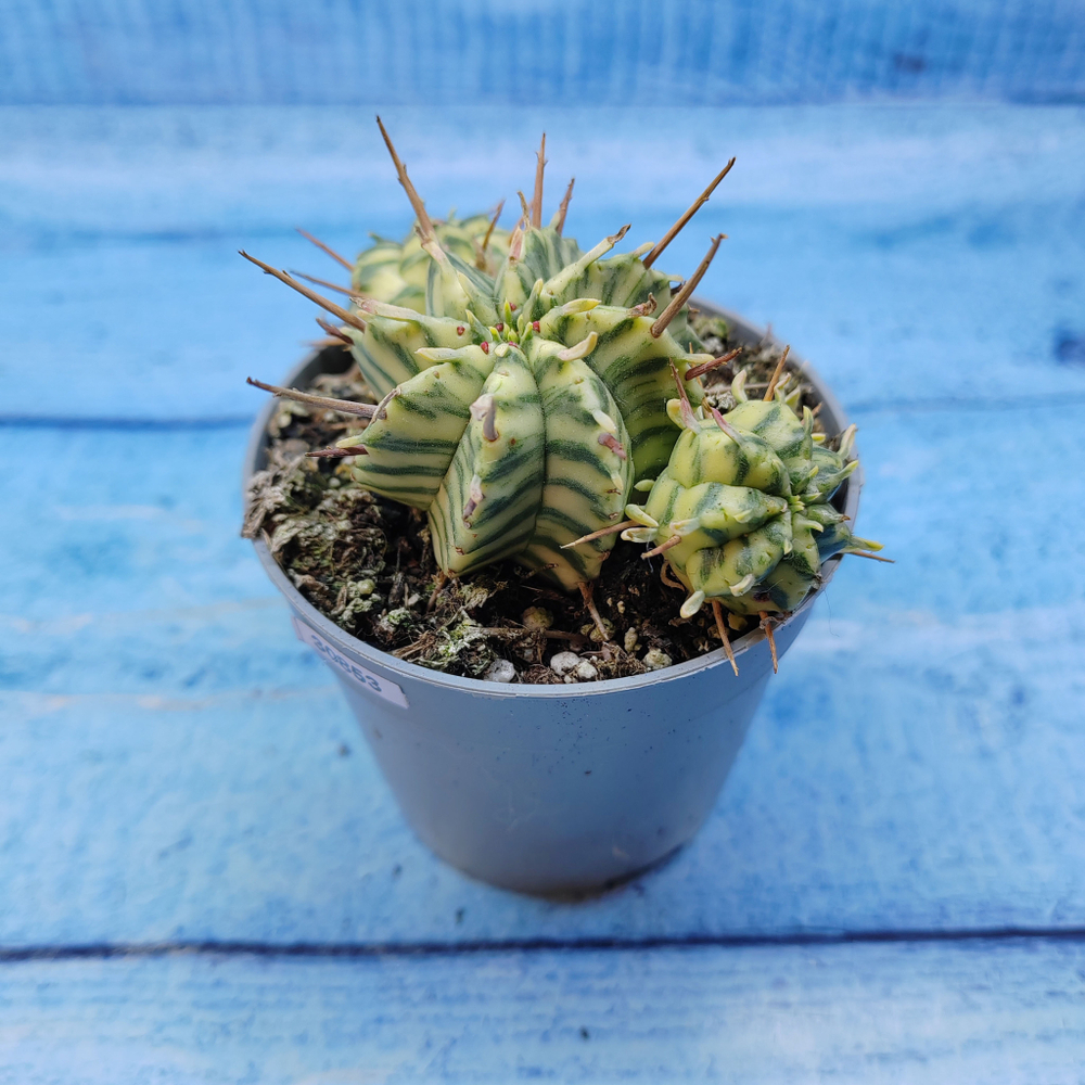 Euphorbia meloformis f. Variegated (Эуфорбия вариегатная)