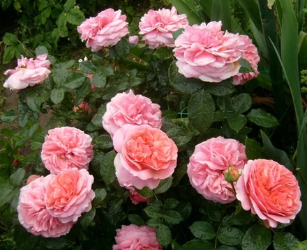 Роза Чиппенжеил