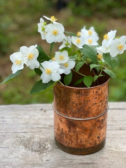 Гидролат жасмина садового