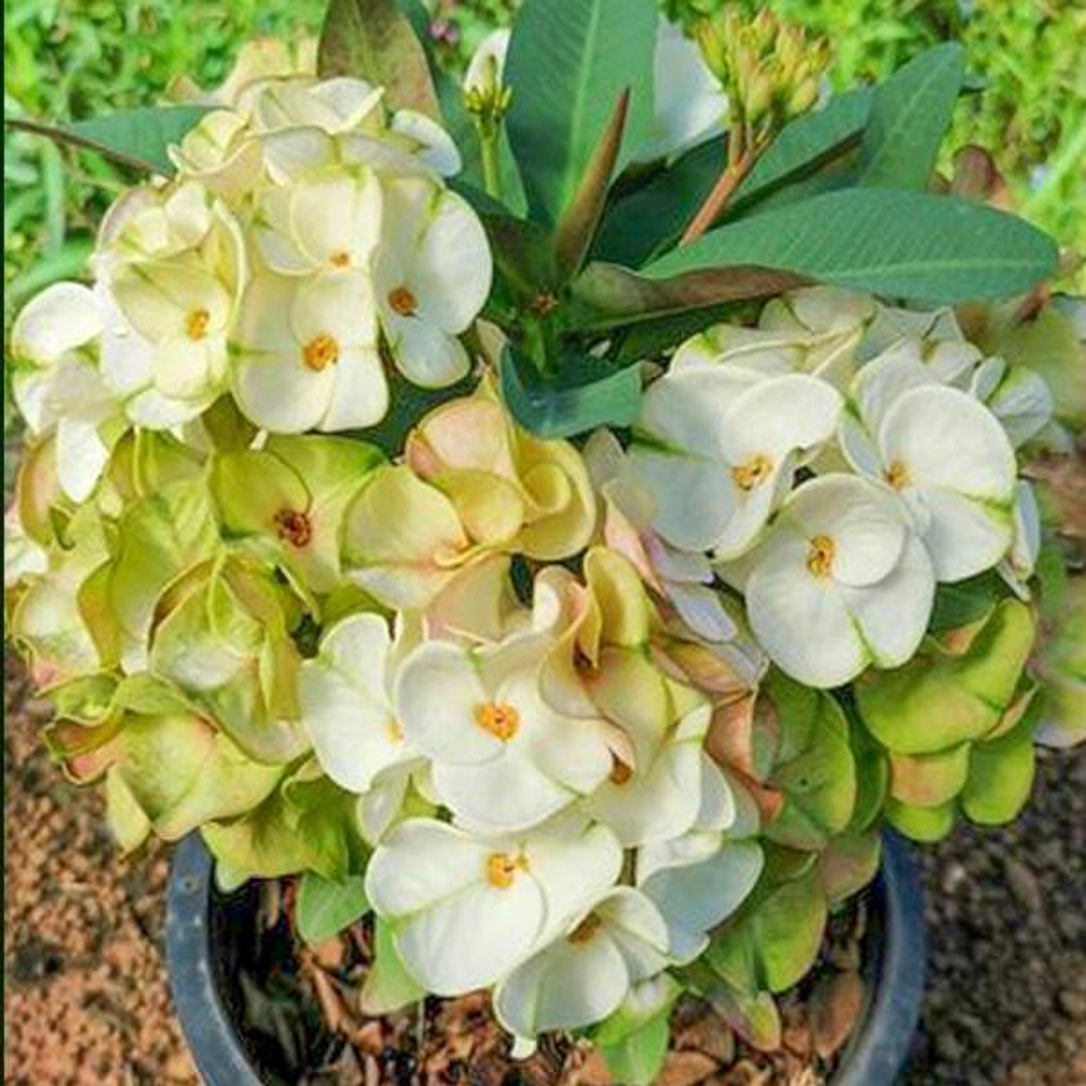 Эуфорбия Миля PETCH UDOM