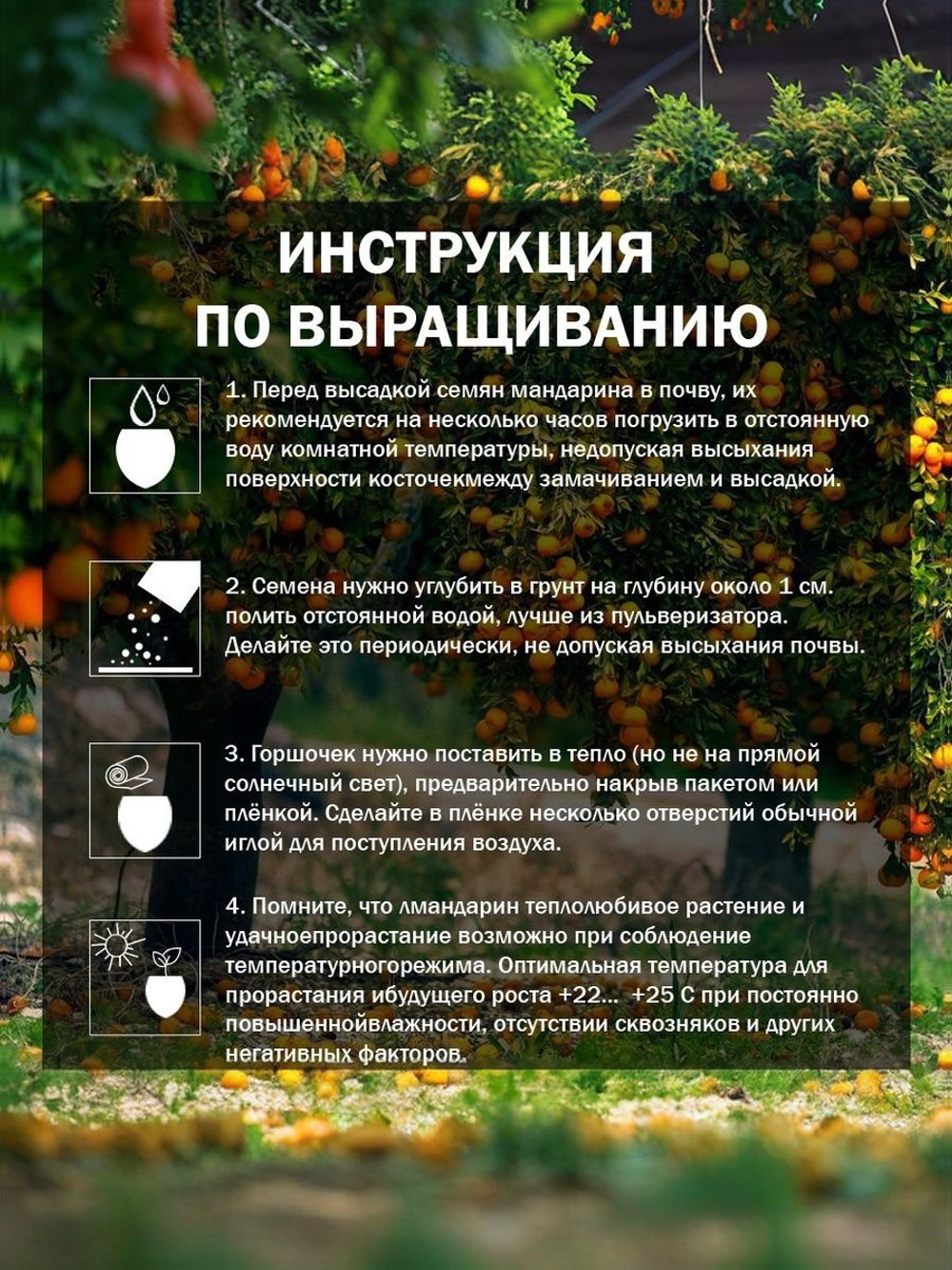 Мандариновое дерево, Мини-мандарин, каламондин ( семена 5 шт х 1 упаковка )