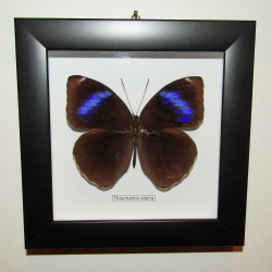 Бабочка Thaumantis odana в рамке