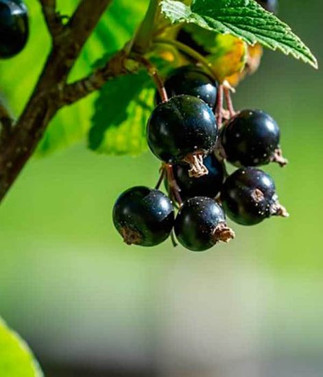 Ароматический диффузор Гранатовое дерево, Bago home