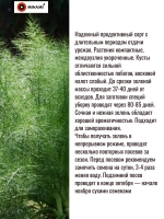 Укроп кустовой Bush