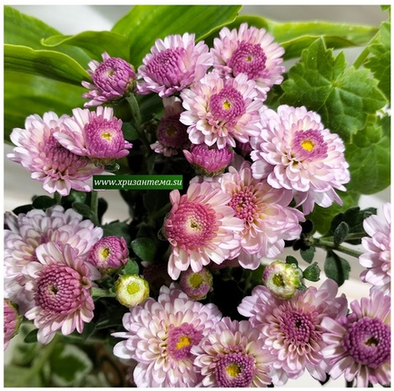 Хризантема мультифлора Gigi dark pink м.186  (временно нет в наличии)