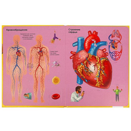 Тело человека. 100 секретных окошек. Формат: 222х282мм. Объем: 12 карт. стр. Умка