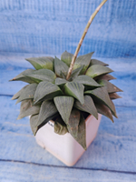 Haworthia Comptoniana hybrid (Хавортия)