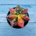 Gymnocalycium Variegata (Гимнокалициум Вариегатный)
