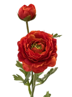 Ранункулюс красный 2 бутона