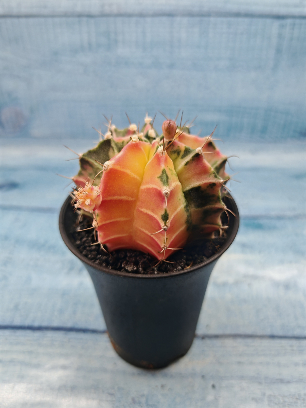 Gymnocalycium Variegata (Гимнокалициум Вариегатный)