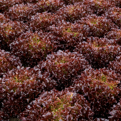 Продиджио семена салата кочанно-маслянистого (Syngenta / Сингента)