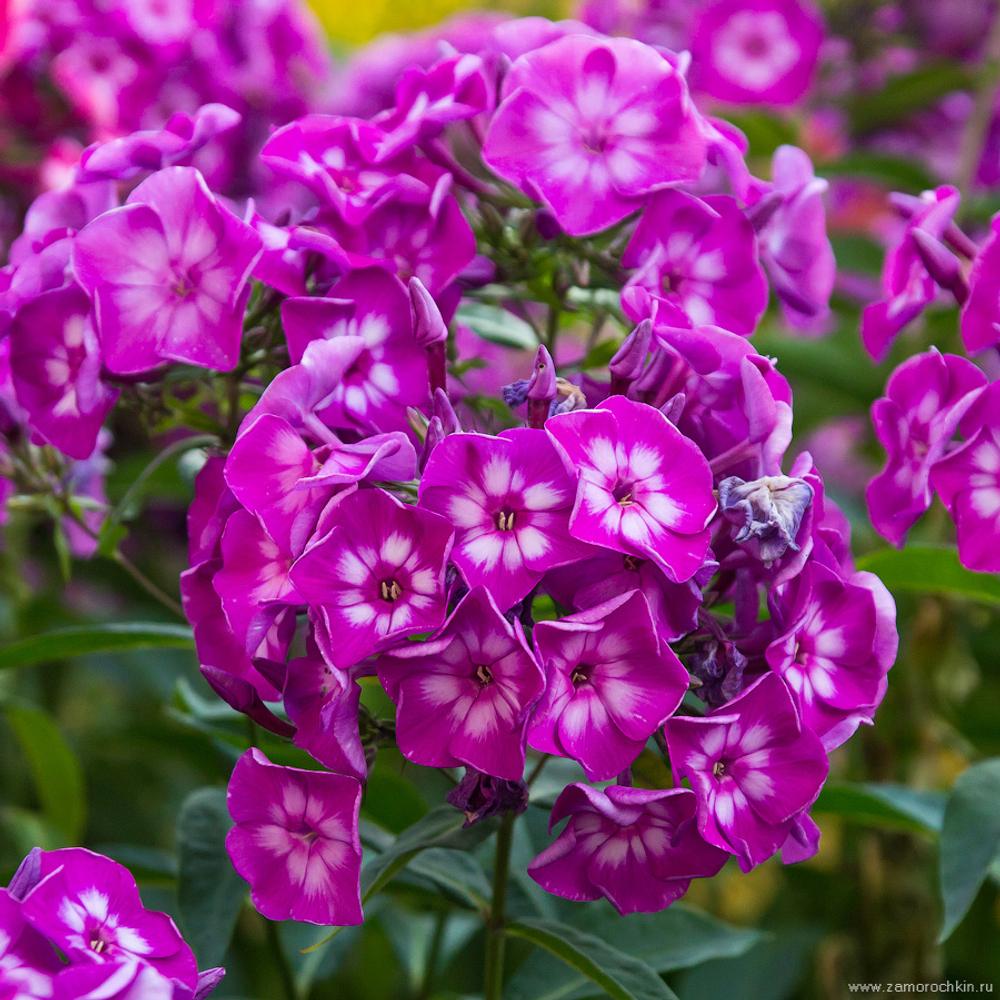 Флокс метельчатый Катя