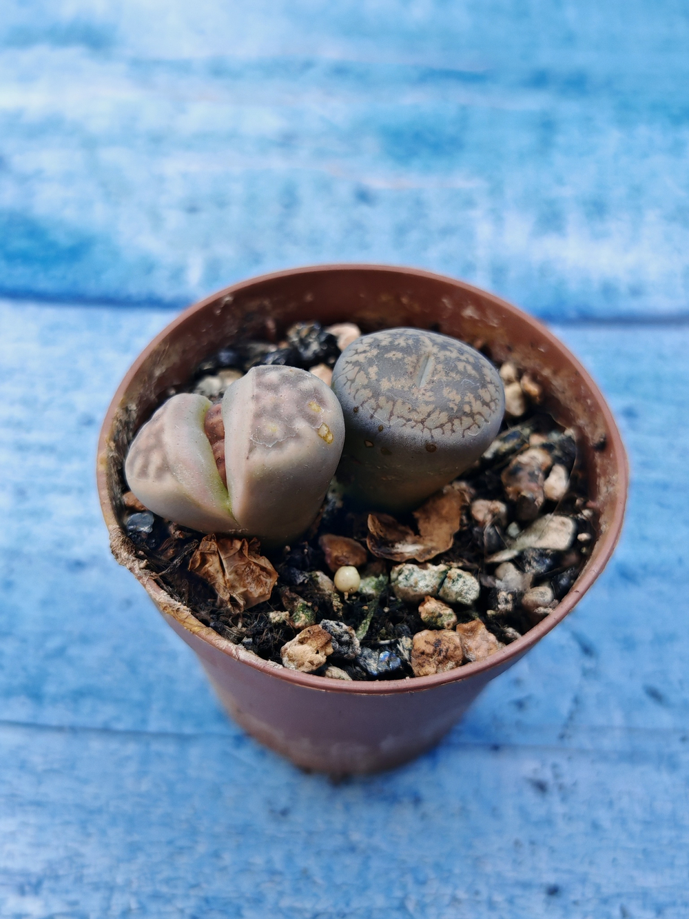 Lithops sp. (Литопсы)