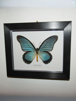 Бабочка Papilio zalmoxis в рамке