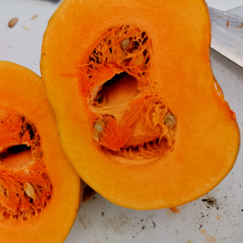 Японская Тыква Кабоча Хризантемка Кикудза - 菊座かぼちゃ