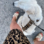 Шлейка Неуловимый леопард, наличие