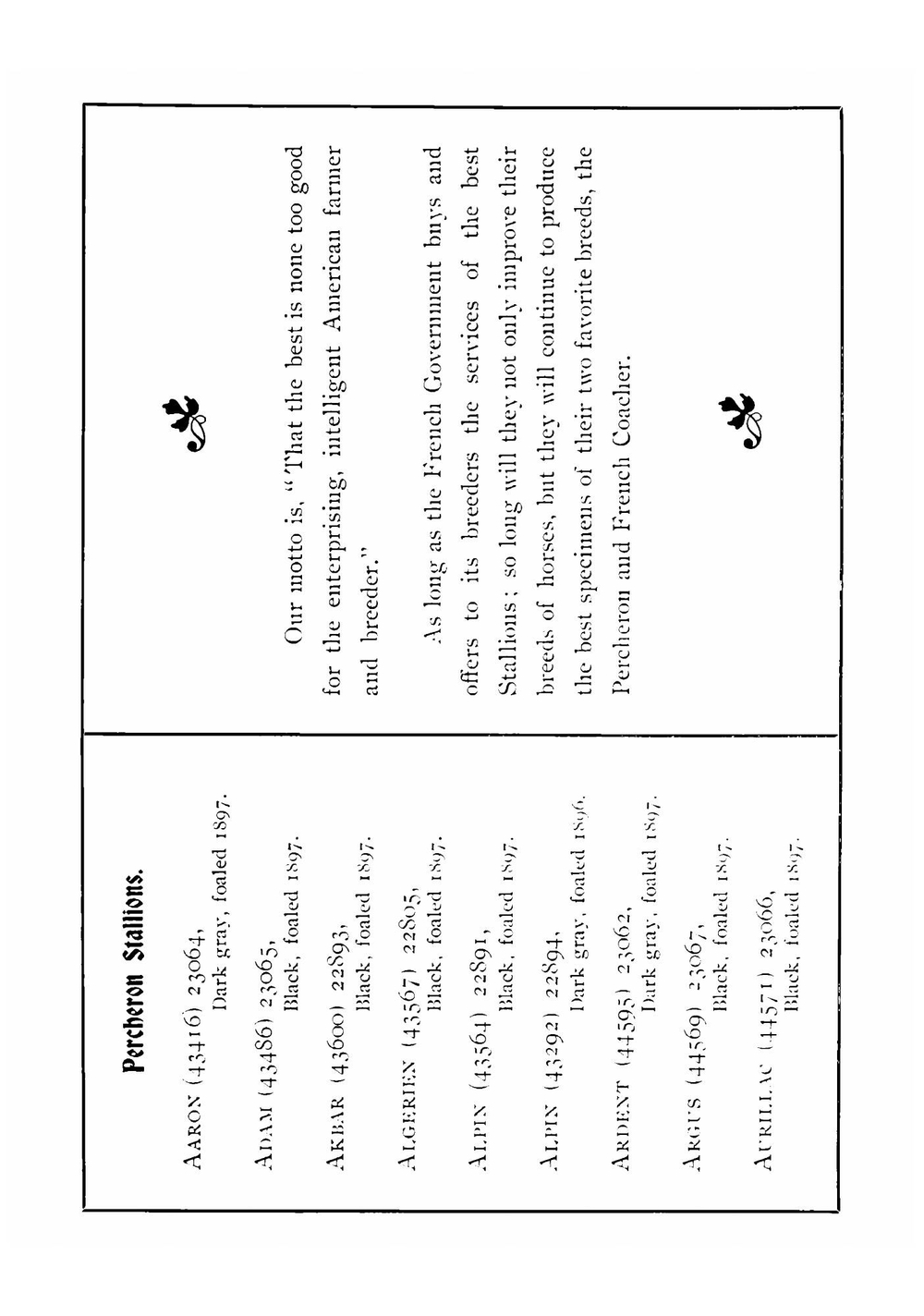 Percheron and French Coach stallions imported from France | McLaughlin Bros