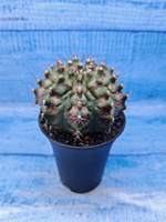 Gymnocalycium T-Rex Pink hybride (Гимнокалициум T-rex)