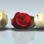 Панель SP 030 2800х610х6