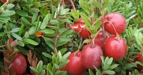 Клюква Крупноплодная Мак Фарлен