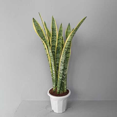 Сансевиерия Лауренти