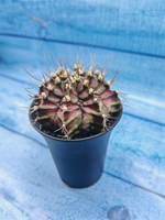Gymnocalycium T-Rex Pink hybride (Гимнокалициум T-rex)