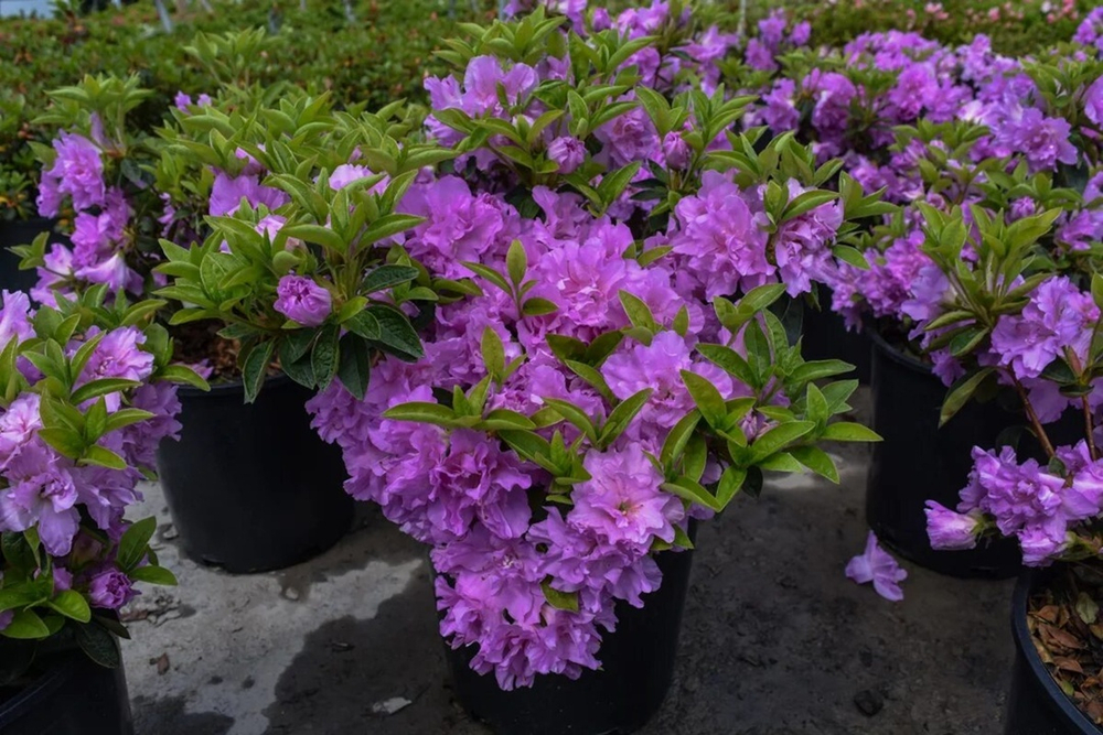 Азалия Японская Elsie Lee (Рододендрон)