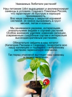 Паслён Оранж Берри съедобный