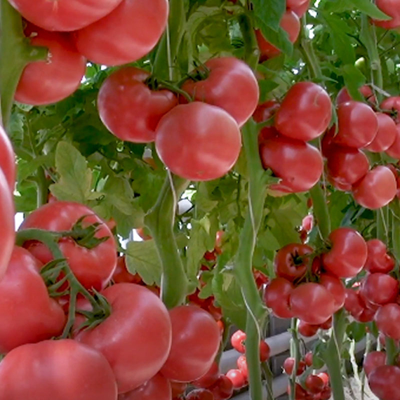 ПИНК ГАРАНТ F1 семена томата (Sakata | Alexagro) – фото 6