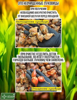 Тюльпан Луковица, Тинеке Ван дер Меер, 5+шт