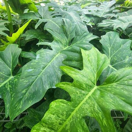 Филодендрон MINARUM