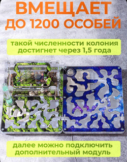 Муравьиная ферма с муравьями в подарок "Мох"