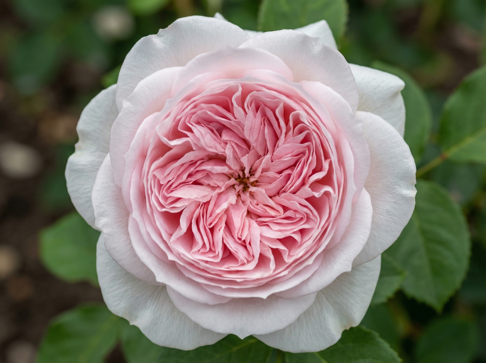 Роза «Клер Роуз» (Claire Rose) английская роза