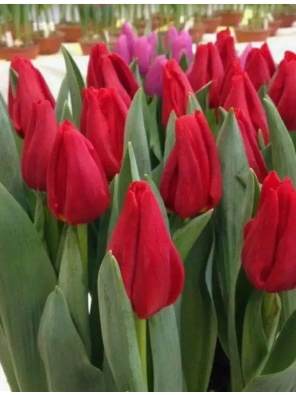 Тюльпаны Strong Red 4 шт, набор луковиц