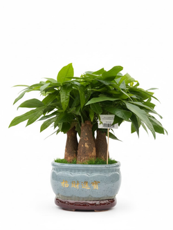 Пахира Five Blessings керамический