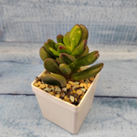 Crassula Hobbit (Крассула)