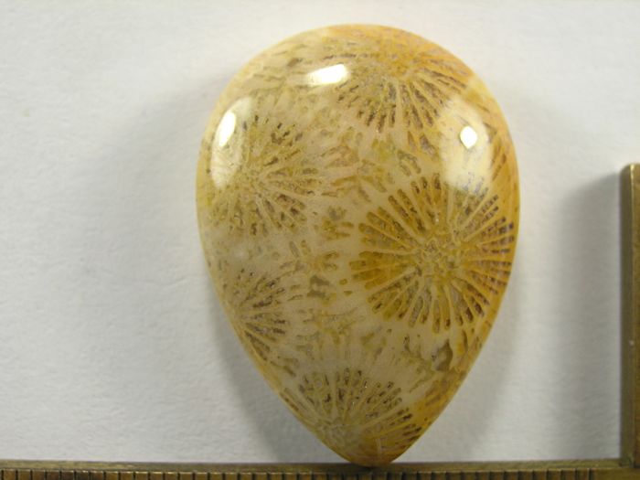 Кабошон коралла окаменелого, капля, 30x22x7 мм (5)
