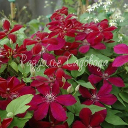 Клематис крупноцветковый Вестерплатте